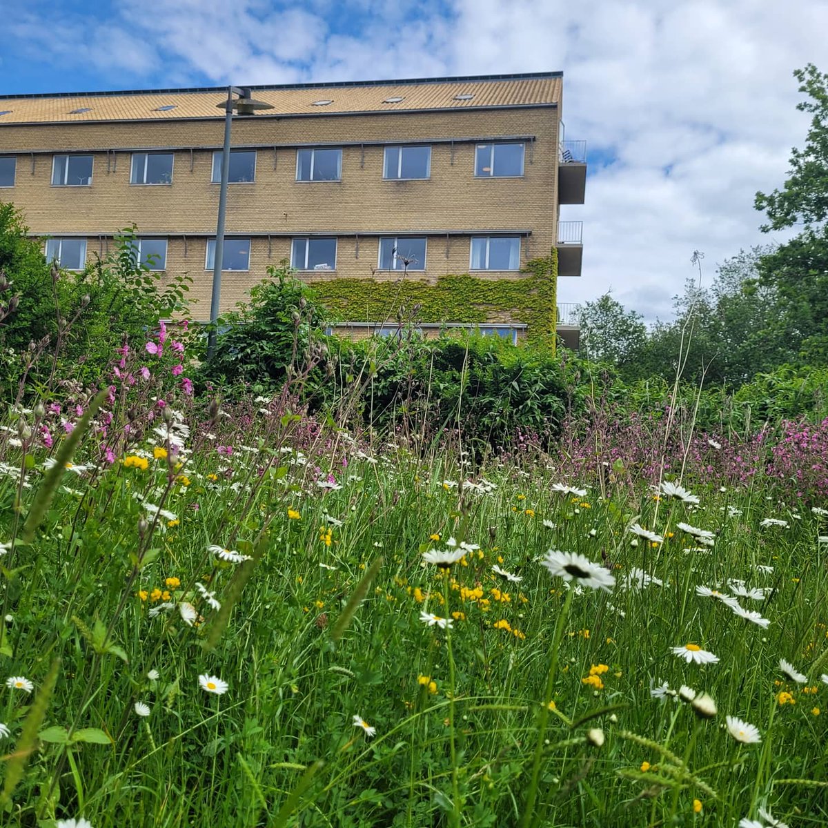 TobiasSandfeld's tweet photo. Livet leves i toppen af en kurveblomst 😍 Hvem der bare bollede frokostpausen væk midt i en stovt hvid okseøje 🥰 Her er det vidst et par vægsilkebier, der giver den gas ;) #vildereAU #mitau #aarhusuni #youruniversity https://t.co/W9P4le2UZX