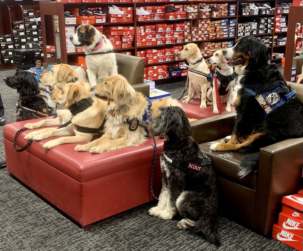CPD Therapy Dog Unit tweet media