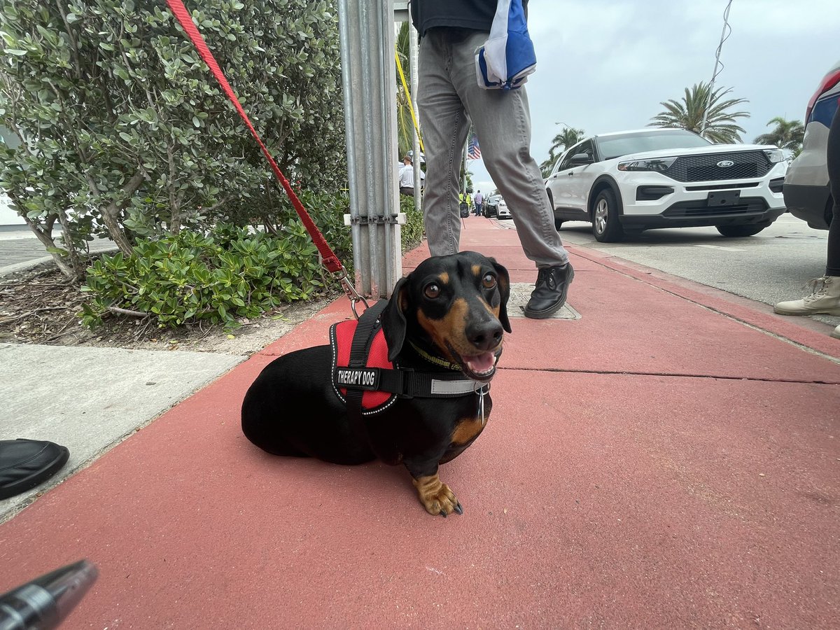 samanthajgross's tweet photo. Jeepers, 5, is the Miami-Dade Police Department Community Affairs Bureau therapy dog who was brought in to provide some smiles to children at the family reunification site at the Surfside Community Center.

Still a lot of people filtering in and out. https://t.co/ZActzar4SJ