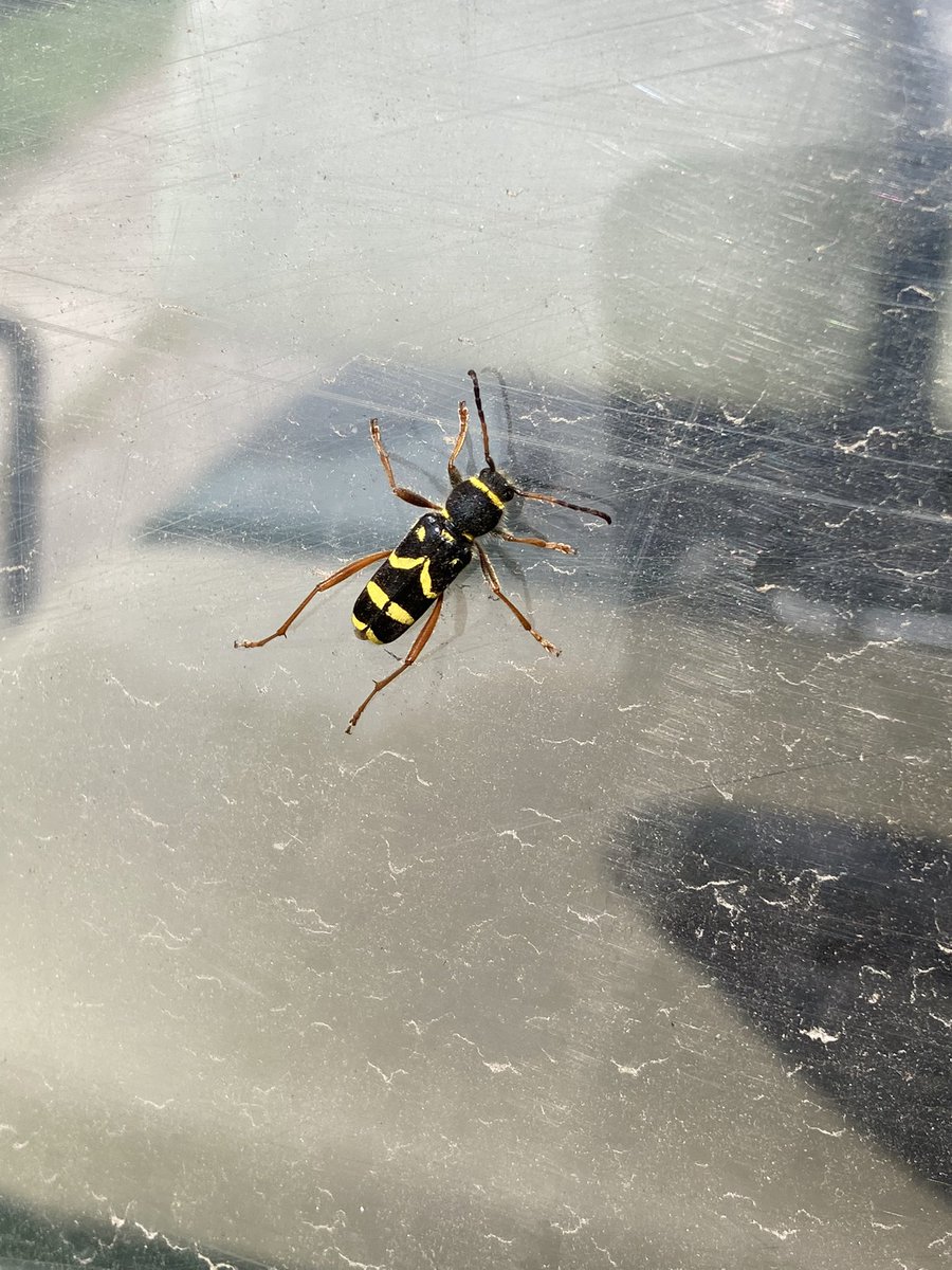 shotbert's tweet image. Beautiful Wasp Beetle