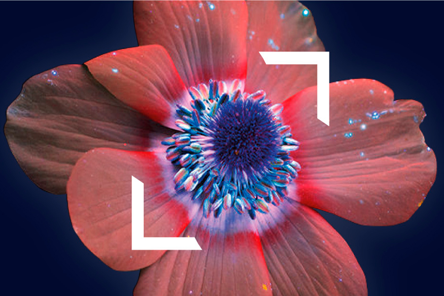 ProAraucania tweet media