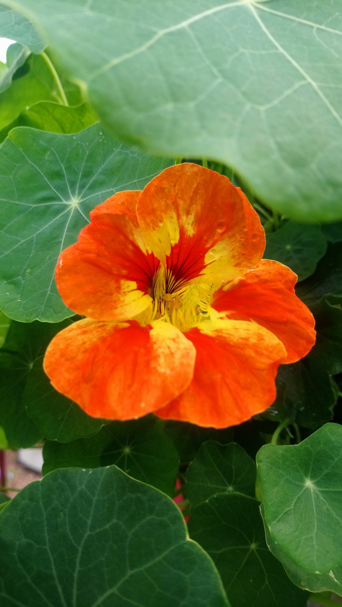 Emma Symonds I Worked In The Garden Again Today And Spotted My First Nasturtium Flower Worklifebalance Plantlife T Co B0wp413qsh Twitter