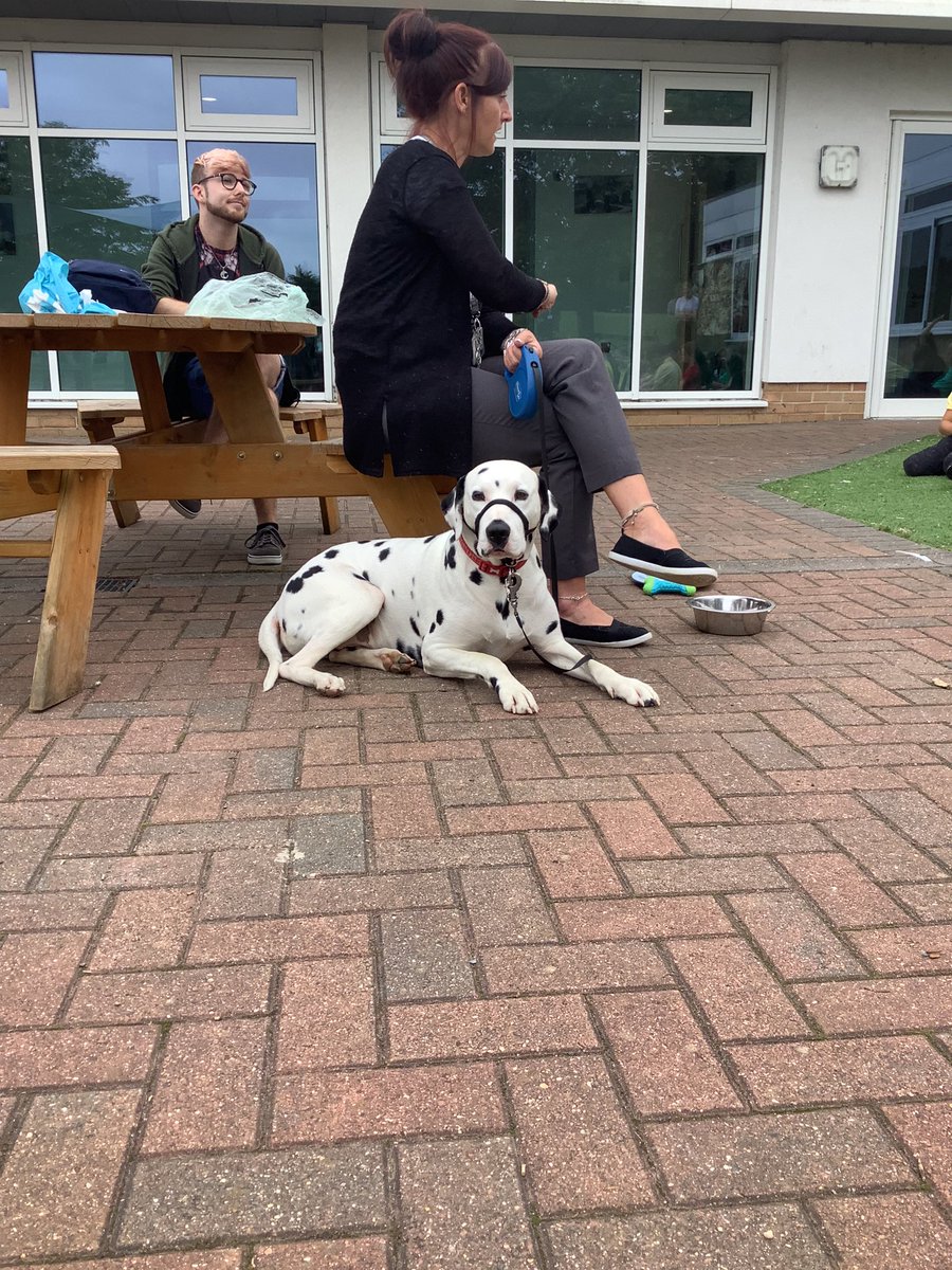 RavensthorpeP's tweet image. Year 2 had a special visitor at school today, Jasper the Dalmatian! The children asked lots of questions and found out information about food, shelter and exercise @HPLedu #enquiringminds #reallifeexperience @PrimaryMatters1