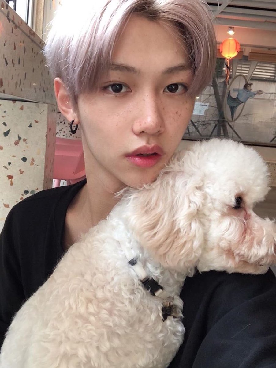 Феликс stray kids. Как зовут собаку хана. Феликс stray kids. Хан джисон и его собака ппама. Собака чана stray kids.