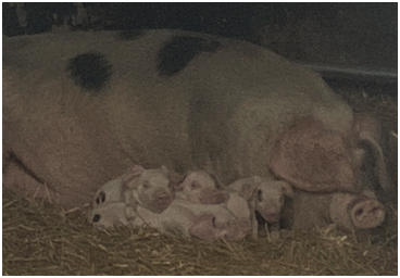 Surrey Young Farmers tweet media