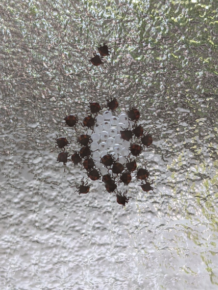 O Xrhsths ひび Sto Twitter トイレの窓 しかも内側 にくっついていたカメムシの卵が 今朝孵化しました 何のカメムシなのかまではわかりません 妻に言わせると気持ち悪いそうです 生理的に無理 ってのはしょうがないですよね 私もゲジゲジがどうしても苦手です