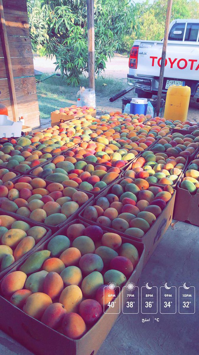 #مهرجان_مانجو_أملج 🥭👏🏻

 المساء في حضور #مانجو_أملج شي ثاني``
 أسعد الله مساكم.😌✋

#تستحق_التجربة
#قلب_الحدث