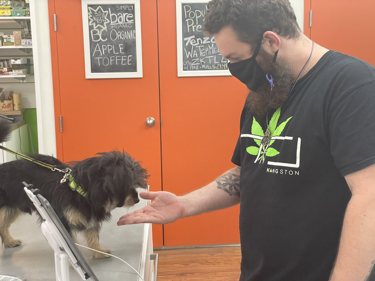 710Cannabis's tweet photo. 710 loves to see your pets pet friendly store. #ygk #Ygkpets #710Army #710Kingston #710Cannabis #Cannabis https://t.co/NbQ38yfv3f