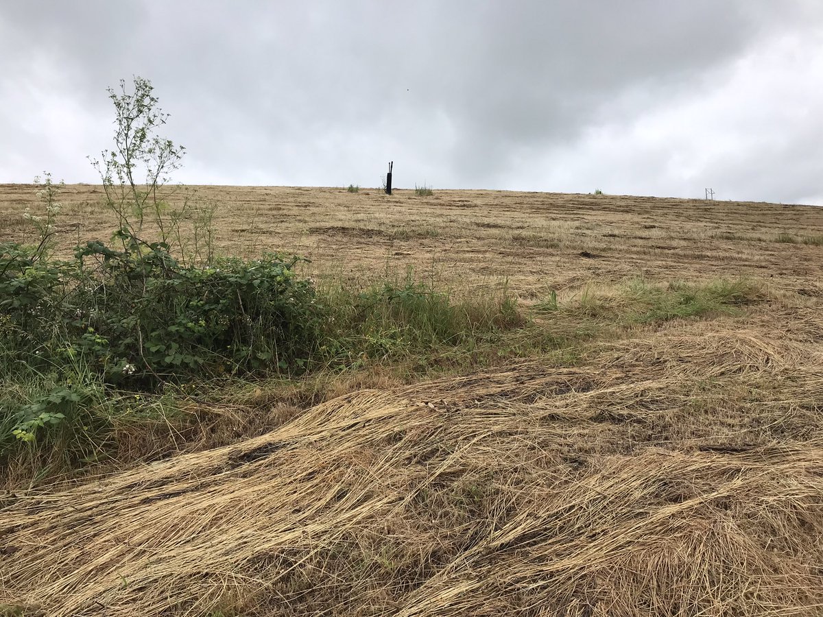 Dominic Mitchell (@birdingetc) on Twitter photo Thanks to all who’ve shared their disgust after <a href="/VeoliaUK/">Veolia UK</a> mowed grassland full of breeding birds including Red-listed Skylarks, Linnets & Corn Buntings - against advice from <a href="/Natures_Voice/">RSPB</a>. CONFIRMED: <a href="/metpoliceuk/">Metropolitan Police</a> visited Rainham to gather info, <a href="/EnvAgency/">Environment Agency</a> on case too
Please RT Thanks to all who’ve shared their disgust after <a href="/VeoliaUK/">Veolia UK</a> mowed grassland full of breeding birds including Red-listed Skylarks, Linnets & Corn Buntings - against advice from <a href="/Natures_Voice/">RSPB</a>. CONFIRMED: <a href="/metpoliceuk/">Metropolitan Police</a> visited Rainham to gather info, <a href="/EnvAgency/">Environment Agency</a> on case too
Please RT