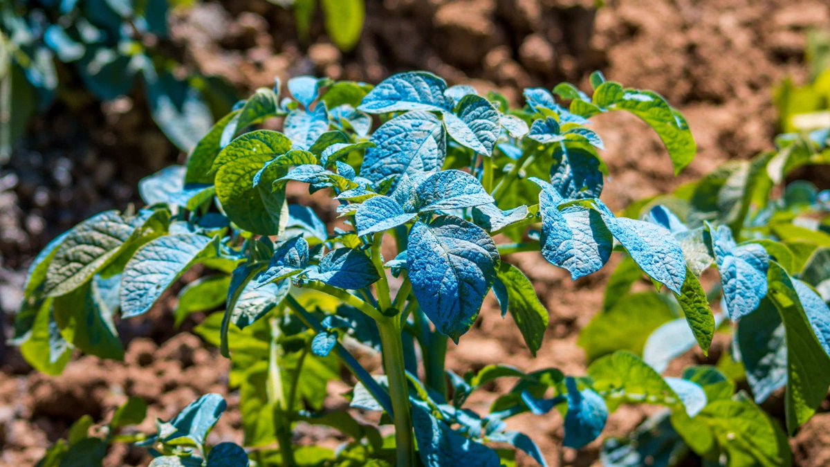 Caldo Bordelés - ¿Para qué sirve?¿Cómo prepararlo y utilizarlo? - is.gd/ZxLYhQ #Plagas #RecetasCaseras