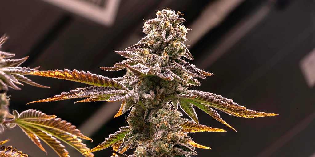 Insa Insacannabis Twitter