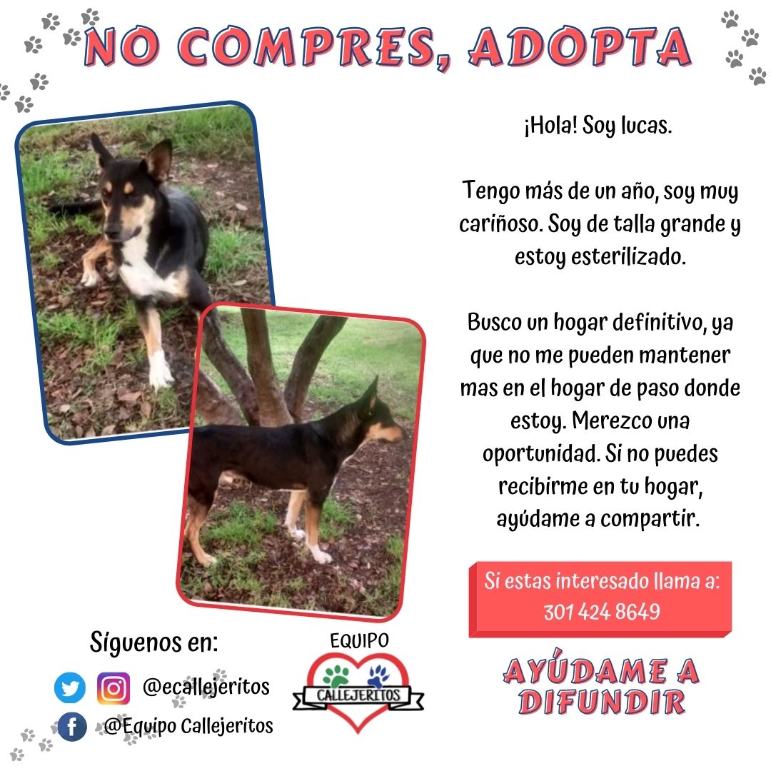 Equipo Callejeritos tweet media