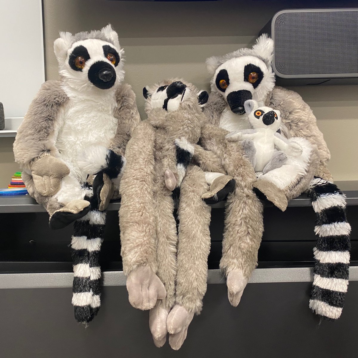 Did you know that a group of lemurs is called a conspiracy? Come meet our conspiracy and participate in fun research! lemurlabiu.com