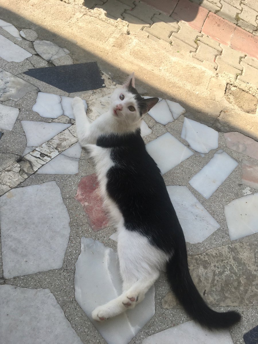 Şaşıyı kendi sokağıma alıştırmaya çalışıyorum ama o kadar saf ki her gördüğü kediyle oyun oynamaya çalışıyor, anneleri yanında olan yavrularla bile??? Yavrulardan bile korkup kaçıyor. Her şeyi ağzına atıyor. Seslenince de hemen geliyor. Evi olmasın mı ben taşınıcam😞