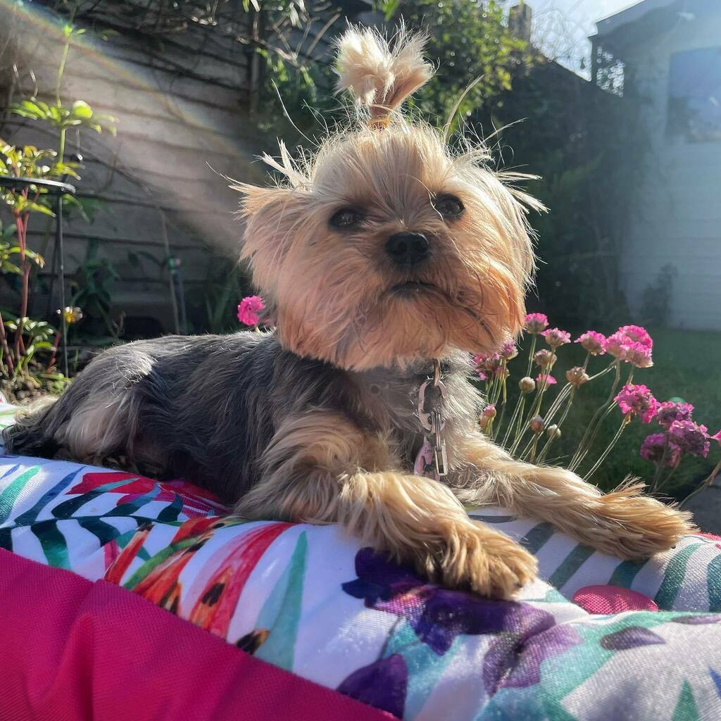 esmetheteacup's tweet image. "Summertime, and the livin' is easy." 

#dogchill #dogchilling #dogchillingout #summertime #sunshine #dogonasunnyday #yorkshireterrier #yorkiesofinstagram #teacupyorkiesofinstagram #tinydog #tinydogsofinstagram #worldssmallestdog #dogwithatopknot