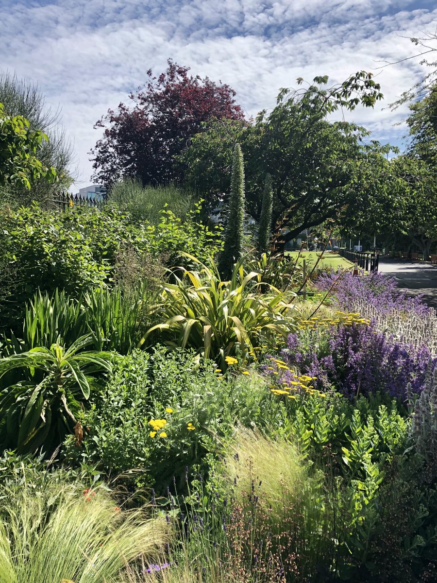 Professor Mike (@mikelyons1956) on Twitter photo <a href="/tcddublin/">Trinity College Dublin</a> in full colourful bloom. Thanks to the great folks at <a href="/tcddublin_FS/">Facilities & Services, Trinity College</a> for making our campus so beautiful! <a href="/tcddublin/">Trinity College Dublin</a> in full colourful bloom. Thanks to the great folks at <a href="/tcddublin_FS/">Facilities & Services, Trinity College</a> for making our campus so beautiful!