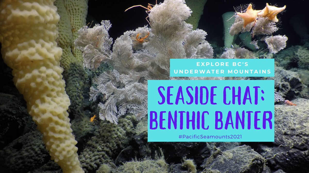 Ocean_Networks's tweet photo. 7pm TODAY! Join the #PacificSeamounts2021 expedition team for a bit of benthic banter! An opportunity to interact with the scientists currently exploring #deepsea #seamounts! Join here: https://t.co/STiFKE0QdR @FishOceansCAN @Uuathluk @CHN_HaidaNation  @CoastGuardCAN 1/2 https://t.co/dQe02t3s1F