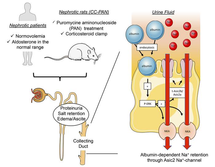 Rein Et Tubulopathies On Twitter Salt Retention In Nephrotic Syndrom Is Aldosterone And Enac Independent New Mechanism Described Here Involving Albumin Endocytosis And A Variant Of Asic2 Channel Na See Our New Paper