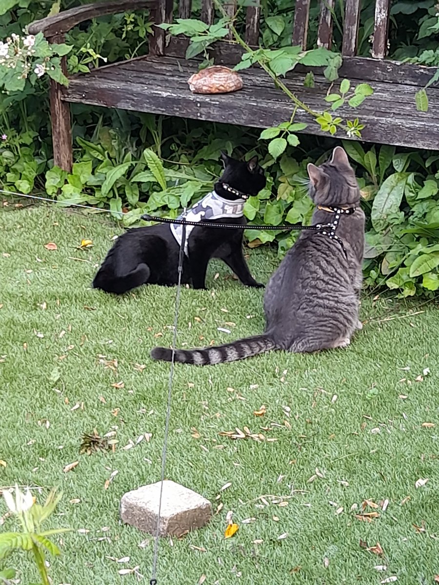 A very citing #Hedgwatch today furends!! I had a playdate wiv mine neighbour! 😻🐾
