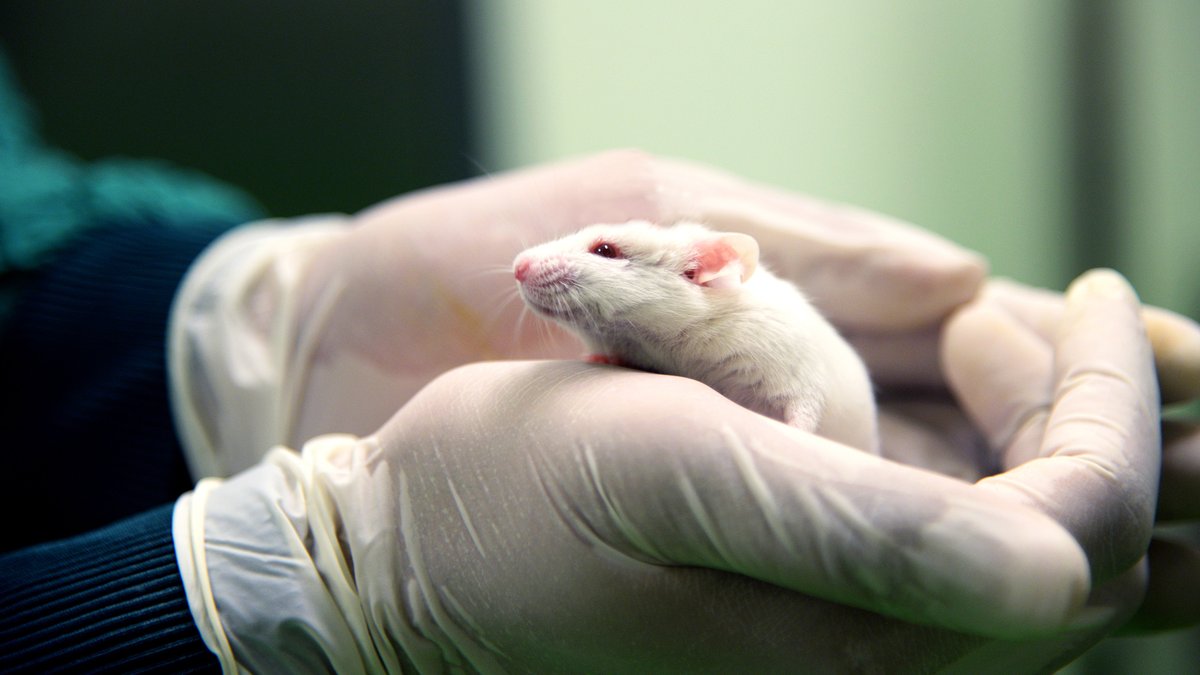 TheOnion's tweet photo. Scientists Announce Successful Experiment To Bankrupt Mouse That Can’t Afford Cancer Drug https://t.co/DJM6T78ZIi https://t.co/brFMKAqR9y