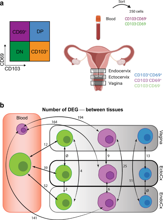 MucosalImmunol's tweet photo. Jennifer Lund @JennyLund15 , Martin Prlic, and colleagues explore the diversity of human memory T cells across the female reproductive tract: 
https://t.co/XkIJqLAAOE #Th17cells #CD4memory https://t.co/ElbgTIs5Ih