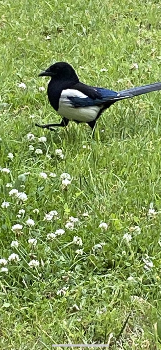 MariaAl51169587's tweet photo. This cheeky bird dared coming really close to me for a selfie and  to remind me of the beautiful things in the world 🙂❤️ https://t.co/HCgEzJsF1M