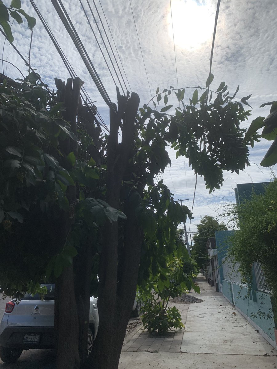 claudiasitten's tweet photo. Tanto que se habla de cuidar los árboles y CFE no ayuda. En la casa de mi mamá había 4 muy grandes y frondosos.
Antes CFE cortaba las ramas más próximas a los cables por seguridad (dejaban un hueco) y se mantenía mucho follaje pero ahora cortaron horizontalmente. Adiós sombra 😕 https://t.co/O3eRkQ8chd
