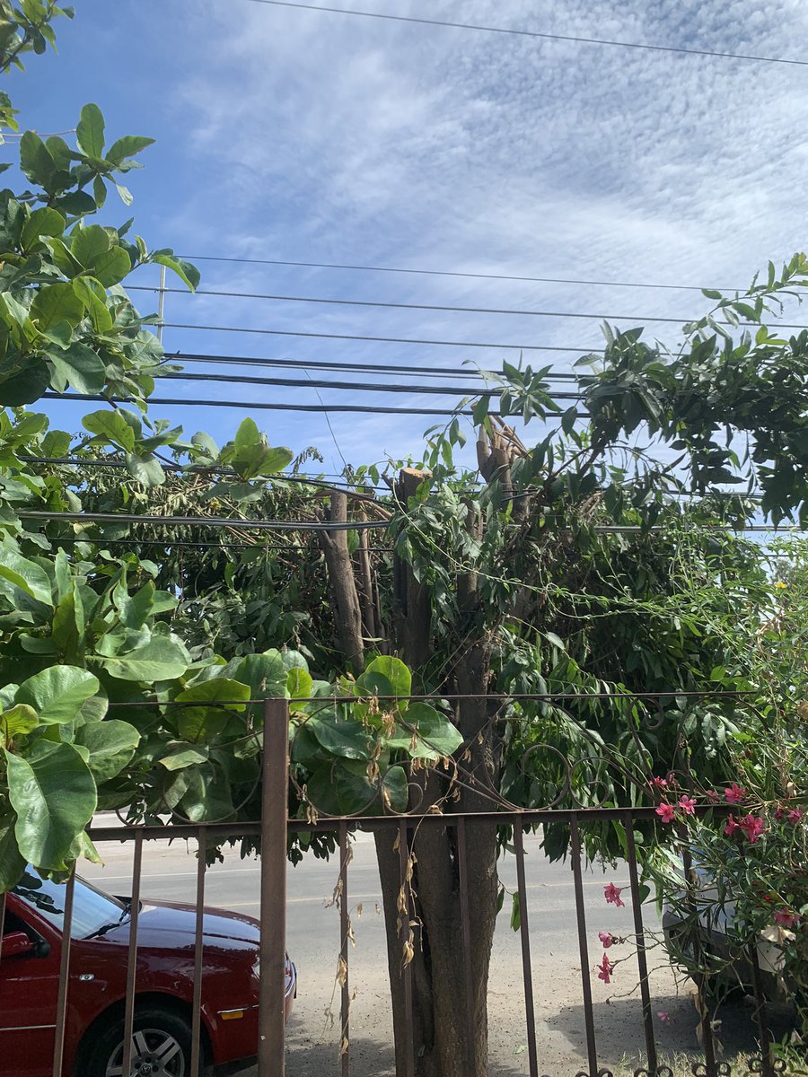 claudiasitten's tweet photo. Tanto que se habla de cuidar los árboles y CFE no ayuda. En la casa de mi mamá había 4 muy grandes y frondosos.
Antes CFE cortaba las ramas más próximas a los cables por seguridad (dejaban un hueco) y se mantenía mucho follaje pero ahora cortaron horizontalmente. Adiós sombra 😕 https://t.co/O3eRkQ8chd