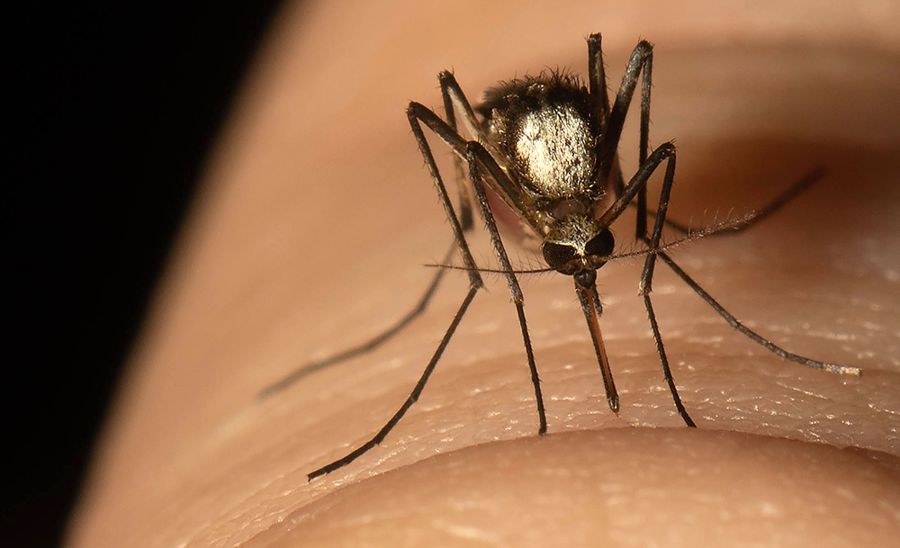 305Mosquito's tweet photo. @nehaorg A3: Working with partners such as @BiodiversiLary and @UF_IFAS, we have worked to identify a new #mosquito species in #OurCounty. Collaborating with @Andrebw and @UMPublicHealth has produced a number of #whitepapers. #VectorControlChat #NationalMosquitoWeek https://t.co/6vvXeDtAw7
