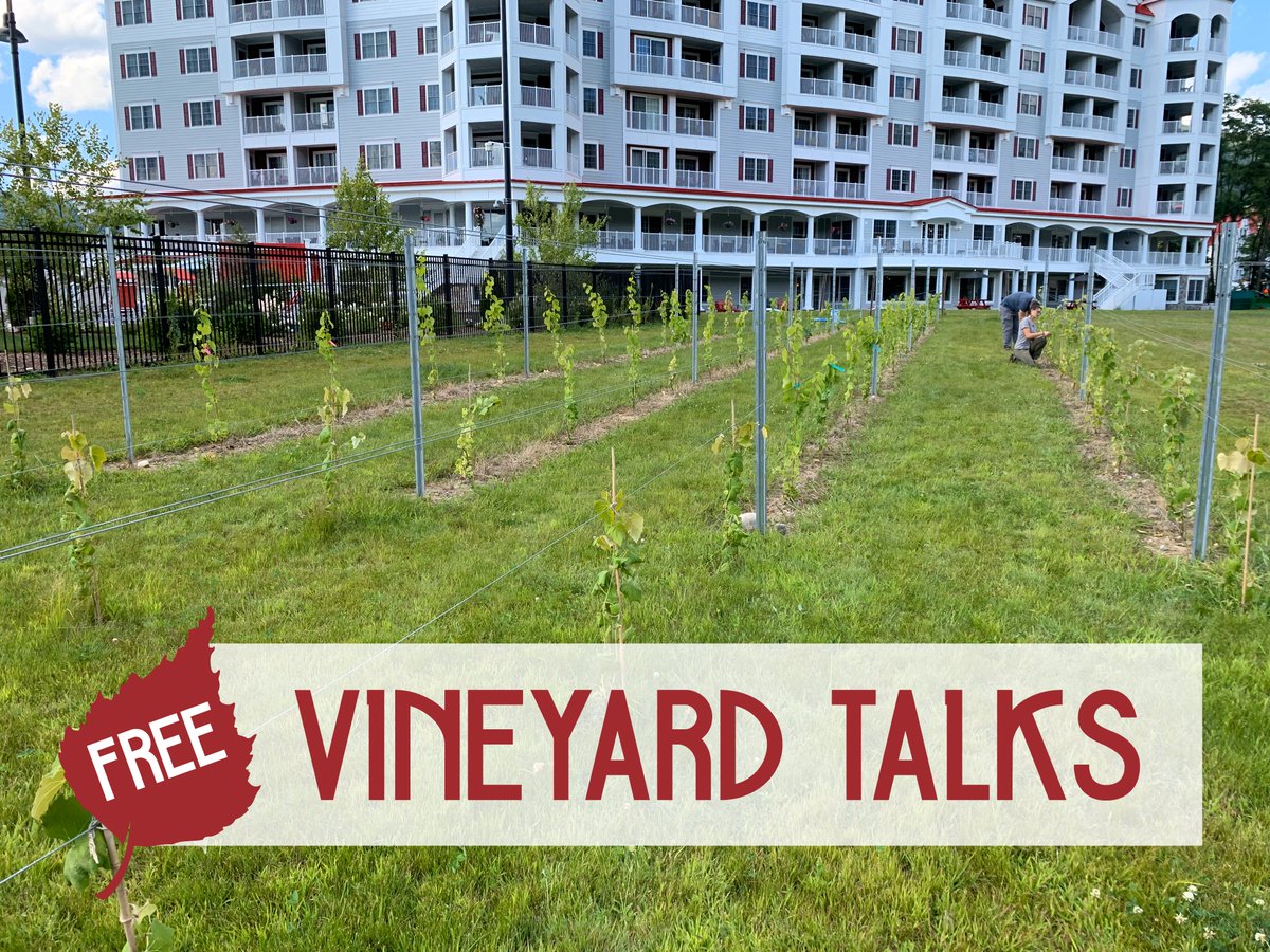 7_birches_wine's tweet photo. FREE Vineyard Talks - Saturdays at 2pm. Details at 
https://t.co/FgeXZcbIlD https://t.co/HhOEnZnKl9