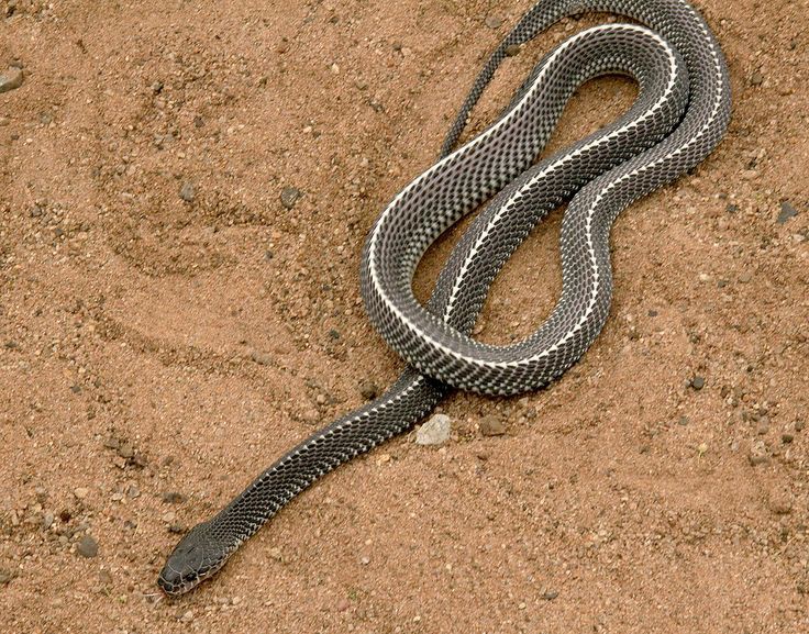 Vladivostokdan bir transvestit bilan tanishmoqchiman