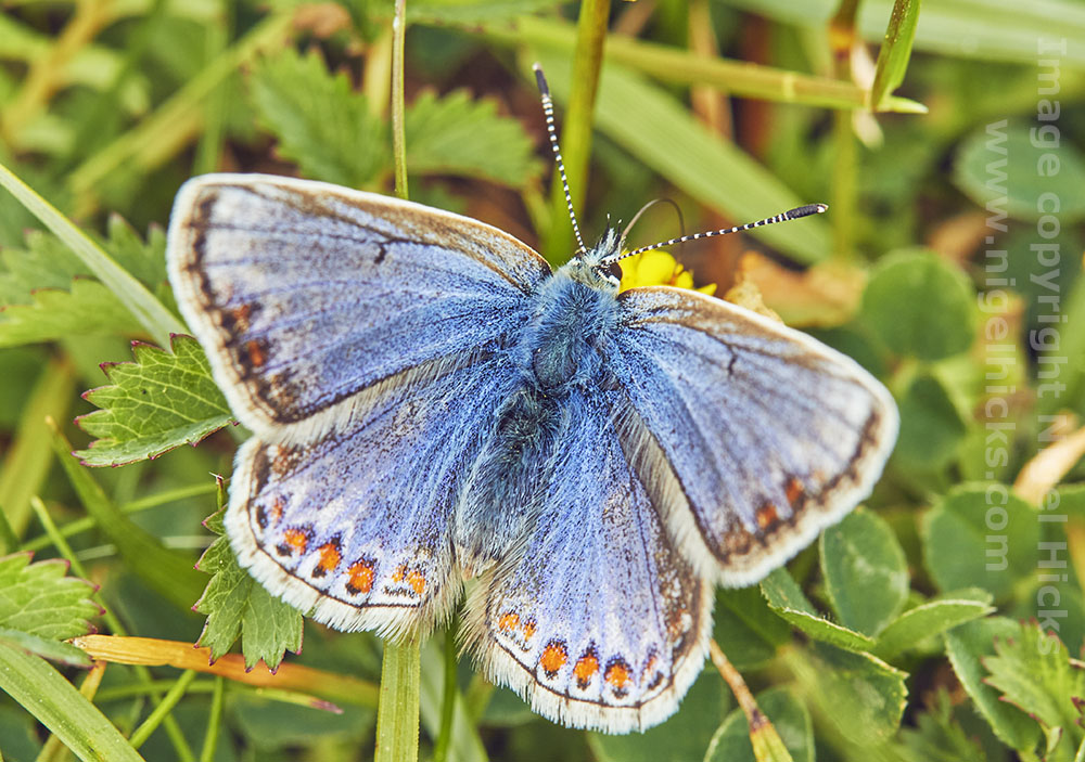 NigelHicksPhoto's tweet photo. Seen on #BerryHead, #Torbay last week: the beautiful #KidneyVetch flower and a #CommonBlue #butterfly. So much life on this headland at this time of year. @Exeter_Hour @exeterdevon @SouthWestHour @somersethour @OPOTY @TorCoastCountry https://t.co/OiRegoCMju