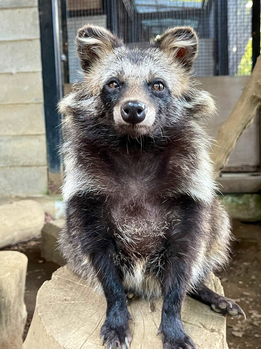 夏ゲンマイ #ゲンマイ #夢見ヶ崎動物公園 #ホンドタヌキ #タヌキ