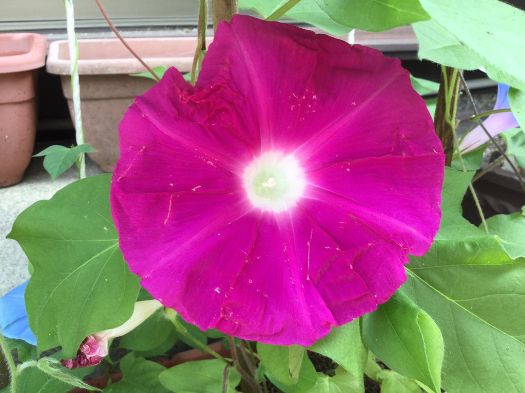 五月家ちろり V Twitter 今日もサケサケ明日もサケ 1日でその花は枯れるんですね そう思うと愛おしい 今日も一日頑張ろうね