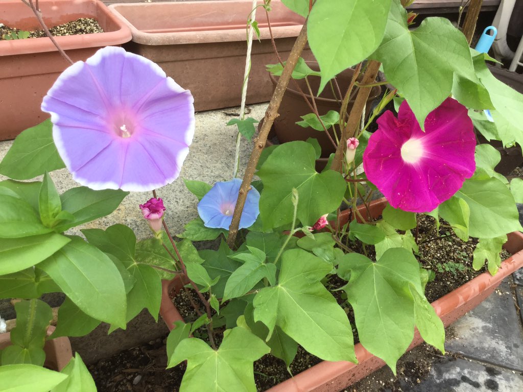 五月家ちろり V Twitter 今日もサケサケ明日もサケ 1日でその花は枯れるんですね そう思うと愛おしい 今日も一日頑張ろうね