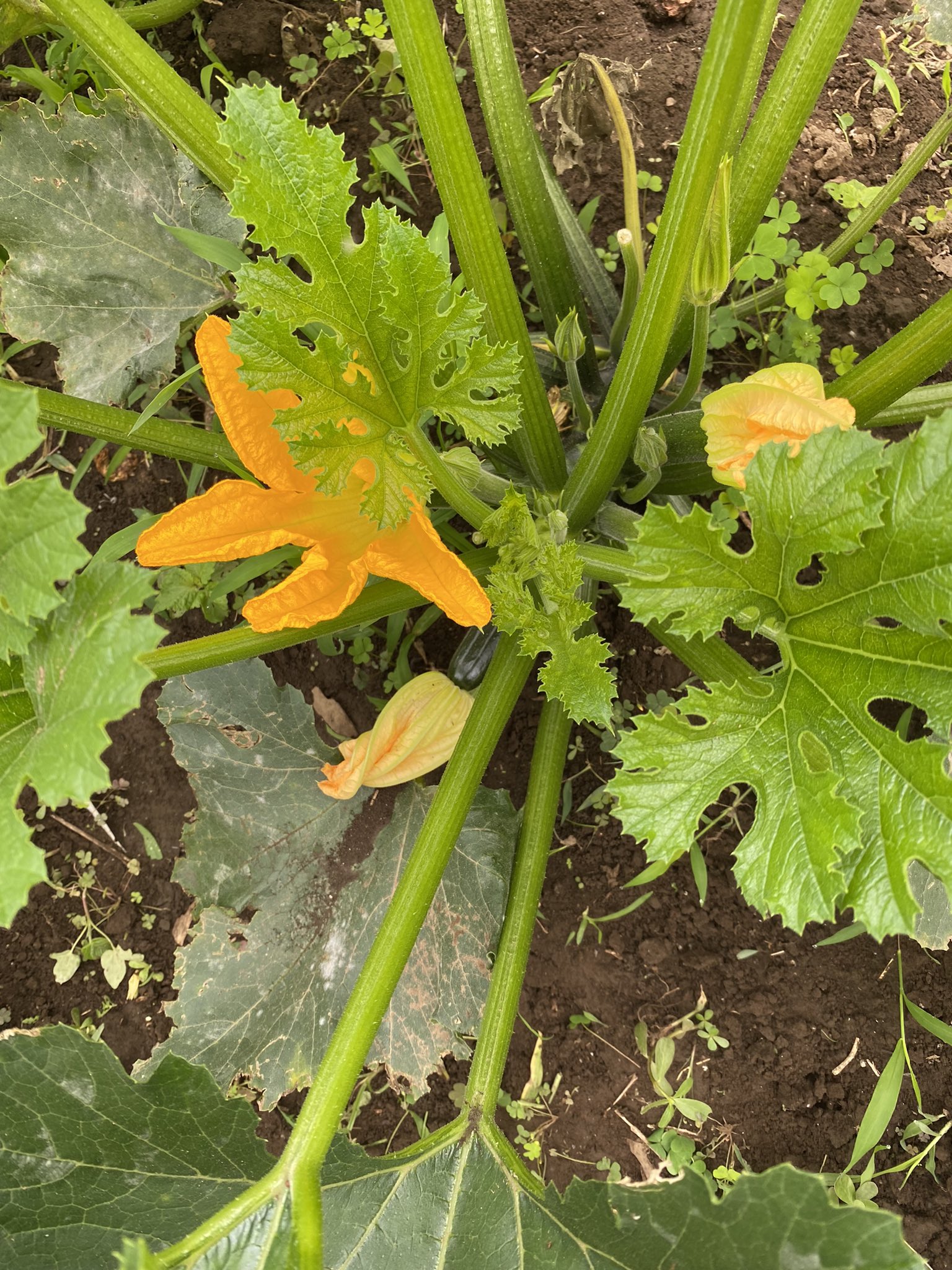 大原まさ子 おはようございます ズッキーニの花きれいです 花の天ぷらは美味しいようです T Co 3ngzo3eqb0 Twitter