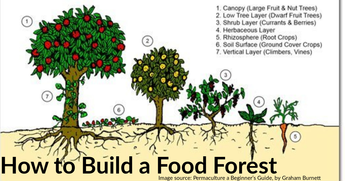 WaterlooWayside's tweet photo. Why Food Forests? Find a great article realeased by the Permaculture research institute- https://t.co/lgmK7EIDpz  #ThisisEmmanuel #EmmanuelCutlureIsPermaculture #BuildTheCommunity #FoodForest #CommunityGarden #KWAwesome https://t.co/3XTsNsV5DC
