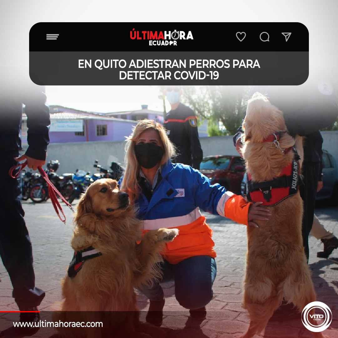 vitotvo's tweet photo. El @Riesgos_Ec inició el taller de #adiestramientodecanes para detección de #Covid19, en las instalaciones del Hospital Pablo Arturo Suárez, con la presencia del Gobierno francés, @cruzrojaecuador @FFAAECUADOR   y @BomberosQuito .
https://t.co/5XfabssPSq https://t.co/Jf0JzZNcnO