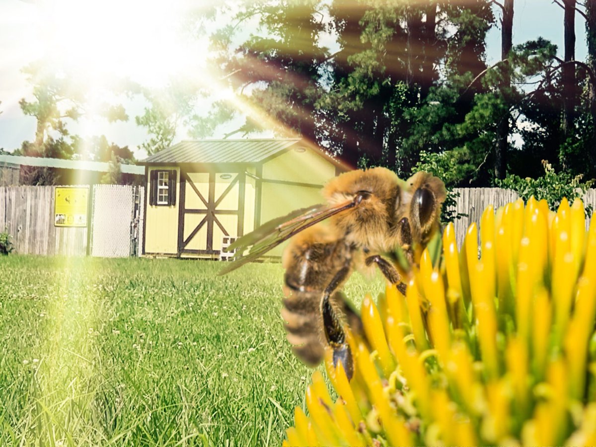 Your boy Myron here to remind you that June is National Pollinators Month! Consider planting a pollinator garden of native, non-invasive pollen & nectar-producing plants. They attract 🐝 ,🐦,🦇, & other natural pollinators. Need more? Contact Mr. Dillman @LeafYourLegacy 🌳