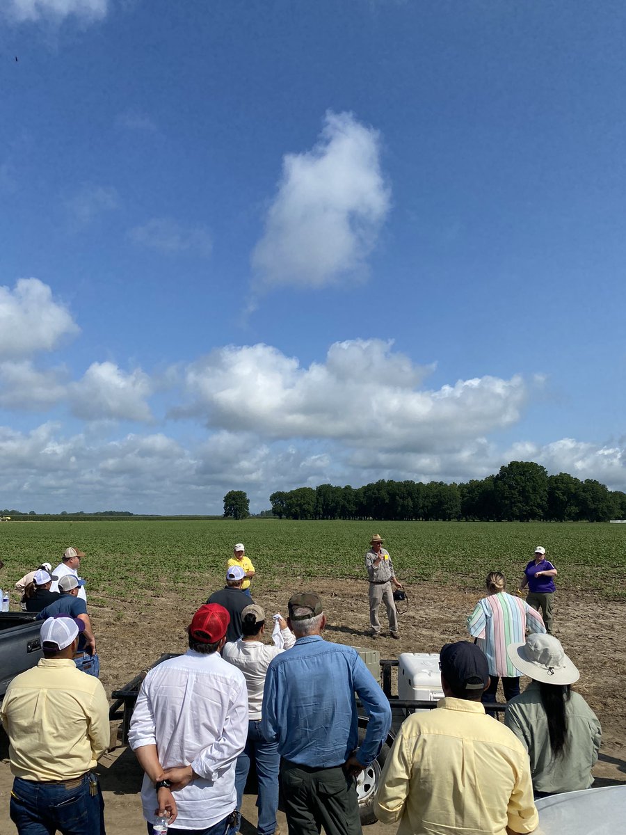 ladeltacrop's tweet photo. Enjoyed a great field day today at Somerset Plantation. #lsuag https://t.co/aBSCHwrPsq