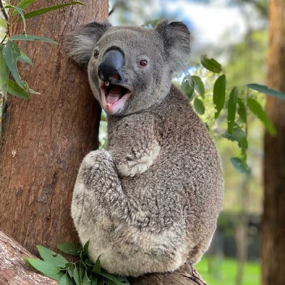 Did you hear? It's almost the weekend! 📣 🐨 

<a href="/HospitalKoala/">Koala Hospital</a> in <a href="/NewSouthWales/">New South Wales</a> captured this cheeky #koala mid-announcement. 

#seeaustralia #portmacquarie #LoveNSW #holidayherethisyear