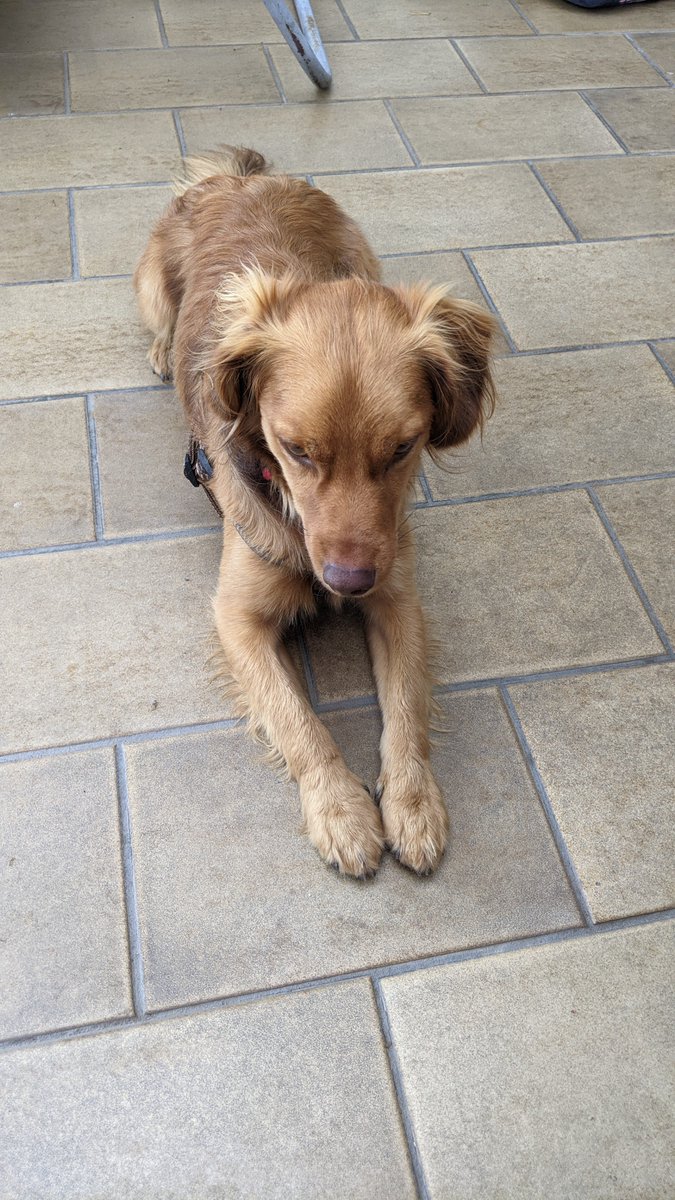 moniscope's tweet photo. #Sphinx #DogThursday 🐶🐾🐕 https://t.co/rc1wrHsVbs