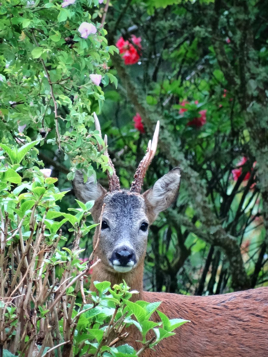 Dungarthill House (@dungarthill) on Twitter photo The look that says ‘I’ve been been caught eating your flowers in the garden’ 🦌🙂 #Dungathill <a href="/dungarthill/">Dungarthill House</a> #deer #wildlife #scotland The look that says ‘I’ve been been caught eating your flowers in the garden’ 🦌🙂 #Dungathill <a href="/dungarthill/">Dungarthill House</a> #deer #wildlife #scotland