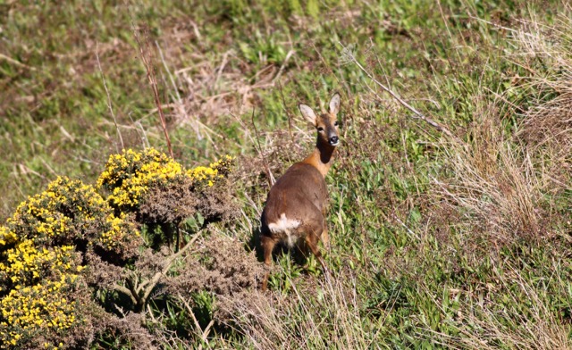 jbayston's tweet photo. Troup Head, Aberdeenshire, going to look at the seabirds, we came across a deer and her fawn. #Canon #T7 #2000D with a 300mm. https://t.co/sSqXqq4jsu