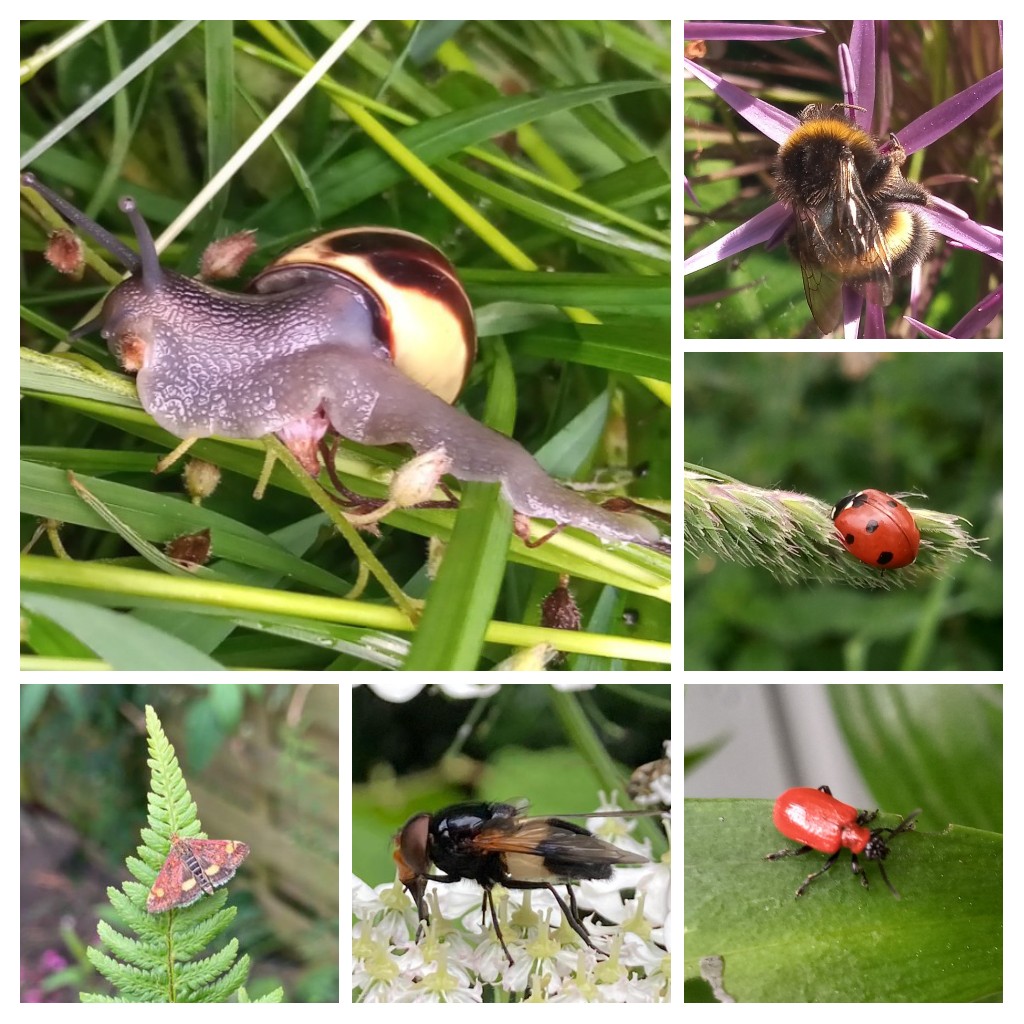 RachelTassell's tweet photo. Day 24 #30DaysWild Took a closer look at some of the smaller things sharing my garden. If I'm right, but pls correct if not, from left corner clockwise #Cepaea snail, #bumblebee, #ladybird, #scarletlilybeetle (less sharing, more devouring), #hoverfly (?pellucid), #mintmoth 🦋🐞🐝 https://t.co/V3BC1Igkex
