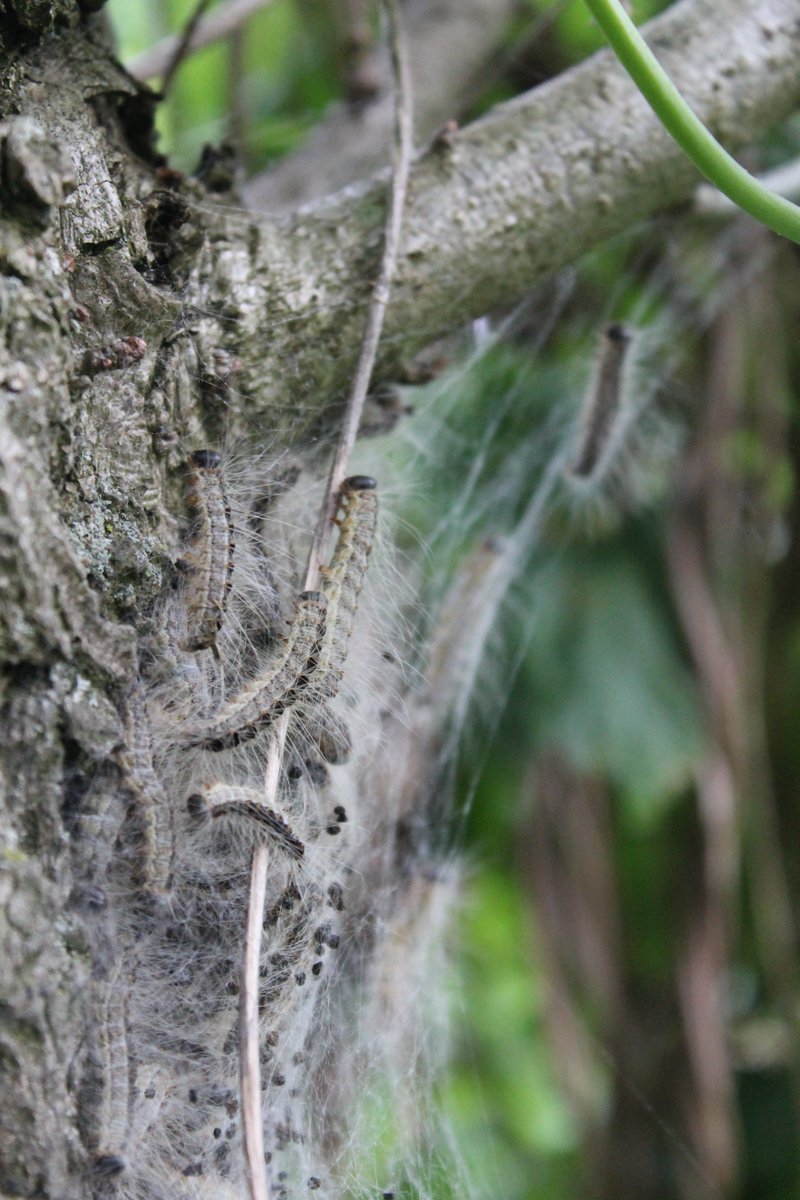 JiscaDijk's tweet photo. Vanavond rondje #Kristalbad samen met veel anderen die de #Dwergaalscholver = #MicrocarboPygmeus ๐ hebben gezien.
Zelf zag ik andere kleine dingen:
#Processierups nesten en een nest met onbekende ?gasten allemaal op eik.
Wie het weet mag het zeggen, graag zelfs ๐ https://t.co/dJO1UFxO5g