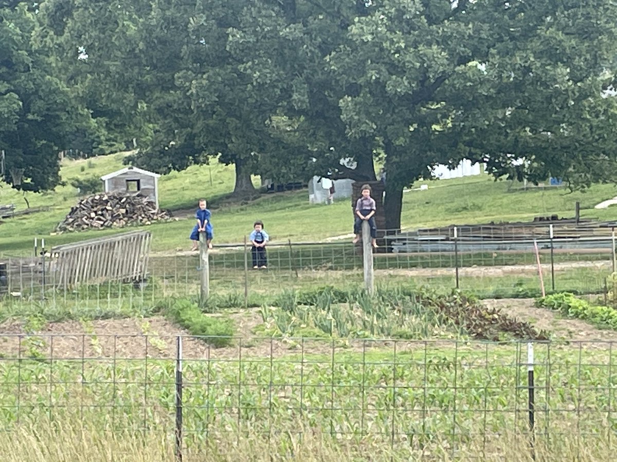 The Amish neighbors were evaluating my hay raking skills today.  I’m not sure if I passed the test.