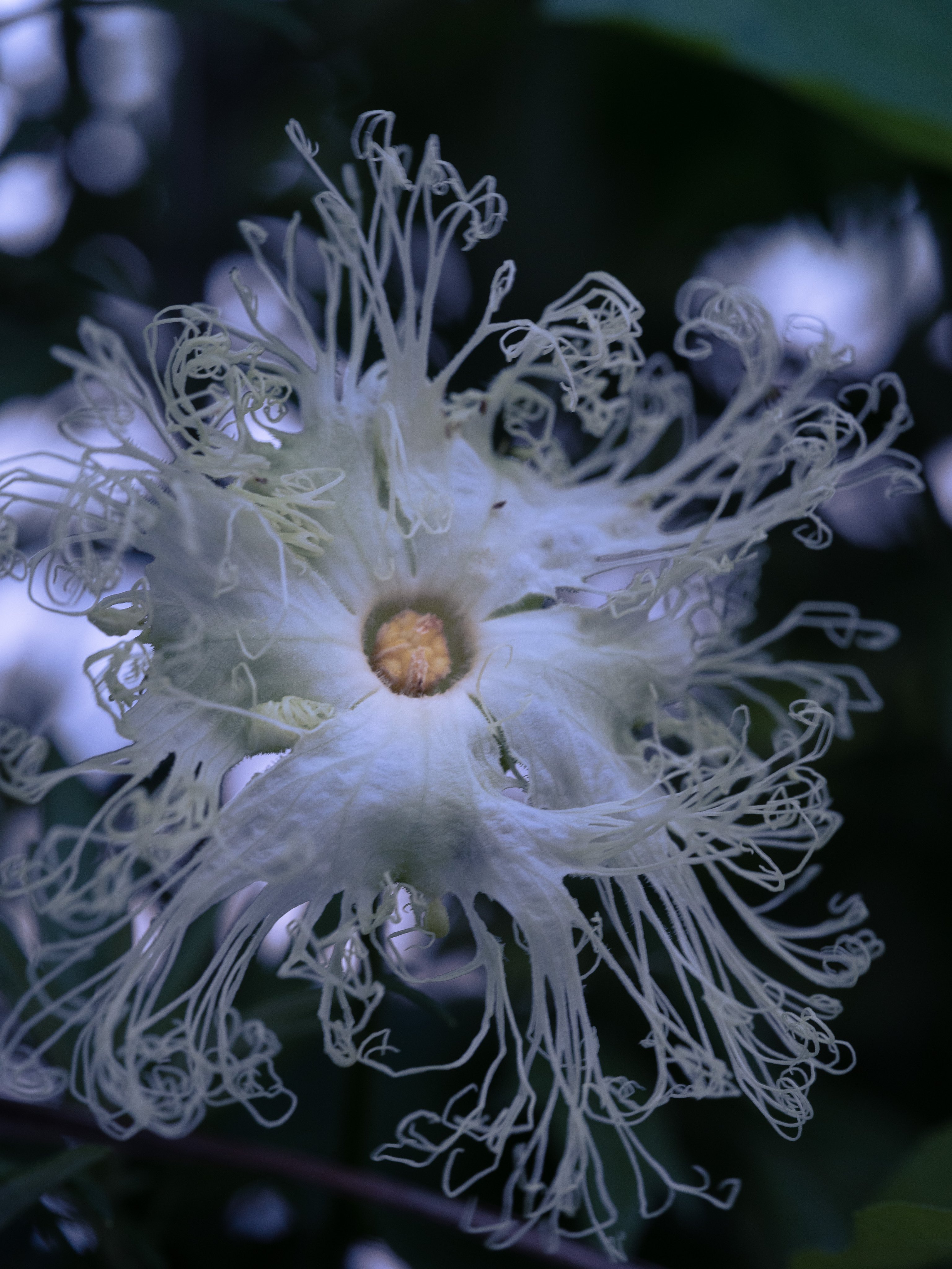 Takao キカラスウリ キカラスウリの花が咲いていました 日本原産 ウリ科 日没後に開花して夜に咲く花です 根から天花粉ができます 天花粉はおしろいの原料やあせもの予防 治療に使われていましたが製造コストの安いベビーパウダー等に代わっていき現在