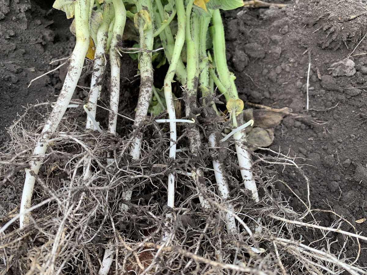 Neil Iverson tweet media