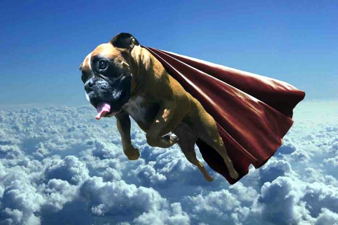 My dog can fly. Летающая собака. Летающий пес. Собака летит. Летучая собачка.